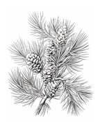 Line drawing of pine branches with cones on a white background