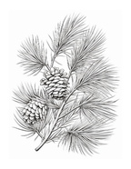 Black and white illustration of pine branches with cones on a white background